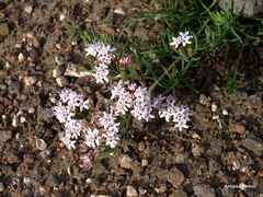 Stevia satureiifolia