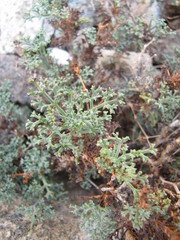 Azorelloideae