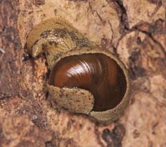 Megaustenia imperator