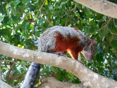 Sciurus aureogaster