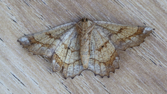 Euchlaena johnsonaria