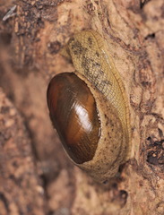 Megaustenia imperator