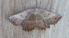 Euchlaena johnsonaria