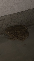 Bufo bufo