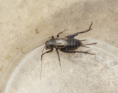 Modicogryllus