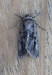 Sympistis fifia