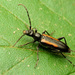 Strangalepta Flower Longhorn Beetle - Photo (c) Katja Schulz, some rights reserved (CC BY)