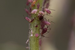 Macrosiphum gaurae