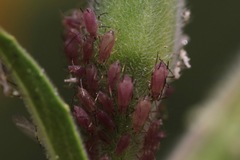 Macrosiphum gaurae