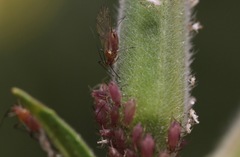 Macrosiphum gaurae