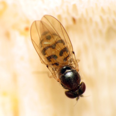 Mycodrosophila claytonae