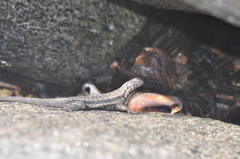 Microlophus atacamensis