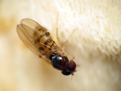 Mycodrosophila claytonae
