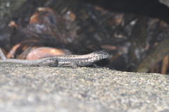 Microlophus atacamensis