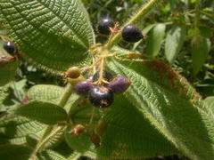 Miconia domociliata