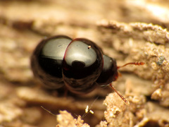 Agathidium