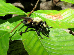 Laphria grossa