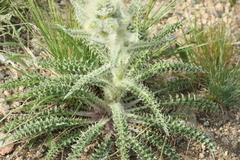 Cirsium eatonii