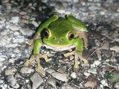 Hyla intermedia perrini