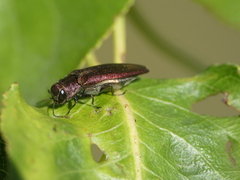 Agrilus sinuatus