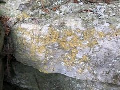 Leproplaca chrysodeta