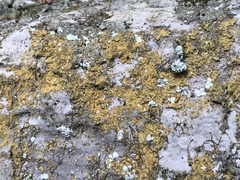 Leproplaca chrysodeta