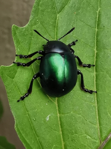 Haldeman's Green Potato Beetle