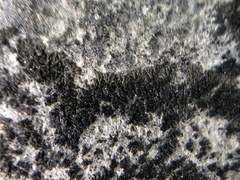 Placynthium stenophyllum