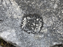 Placynthium stenophyllum