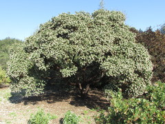 Arctostaphylos glauca