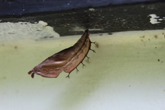 Historis acheronta