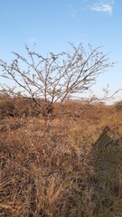 Vachellia gerrardii