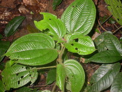 Miconia crenulata