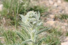 Cirsium eatonii