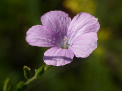 Linum viscosum
