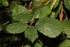 Rubus cissburiensis