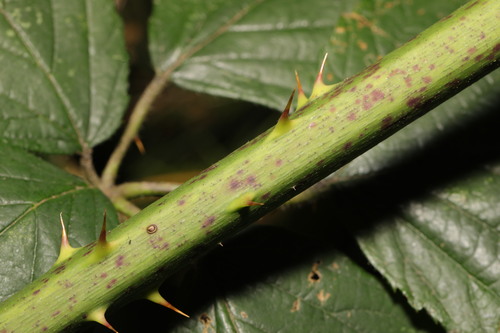 Image of Rubus cissburiensis by no rights reserved