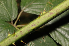 Rubus cissburiensis