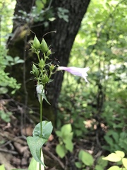 Penstemon calycosus