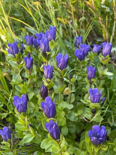 Gentiana calycosa