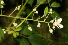 Rubus cissburiensis