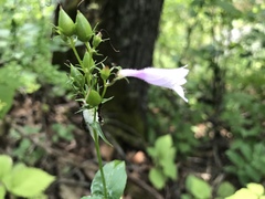 Penstemon calycosus