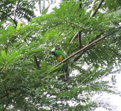 Prosopeia personata