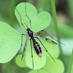 Ptychoptera quadrifasciata