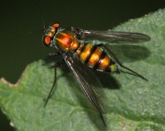 Condylostylus comatus