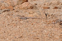 Callopistes maculatus