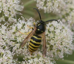 Dolichovespula sylvestris