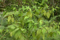 Miconia dentata