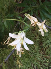Lilium washingtonianum