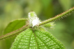 Miconia dentata